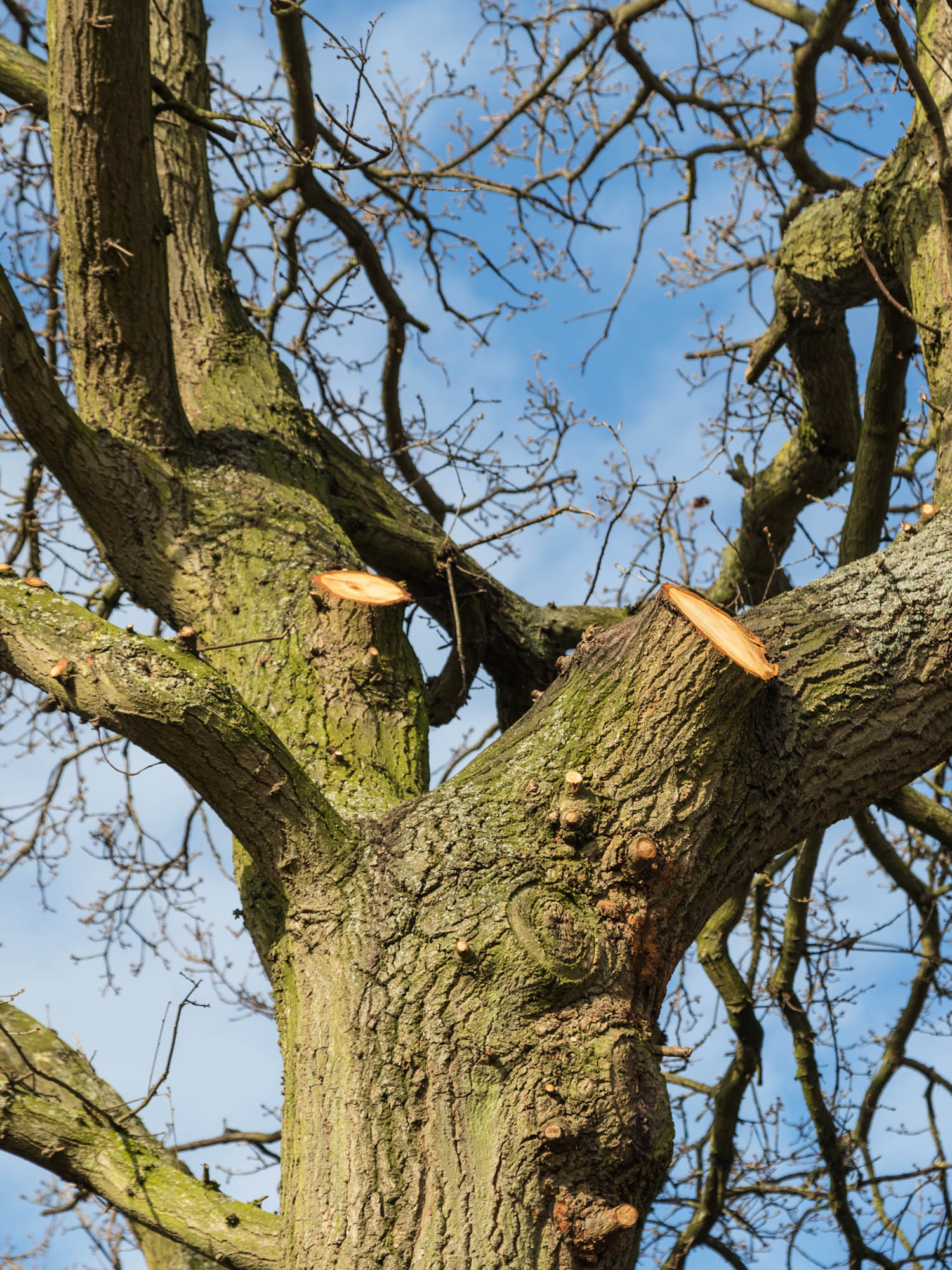 Close-up of a tree trunk and branches with fresh cuts against a blue sky